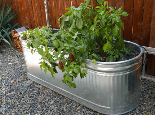 Container gardening