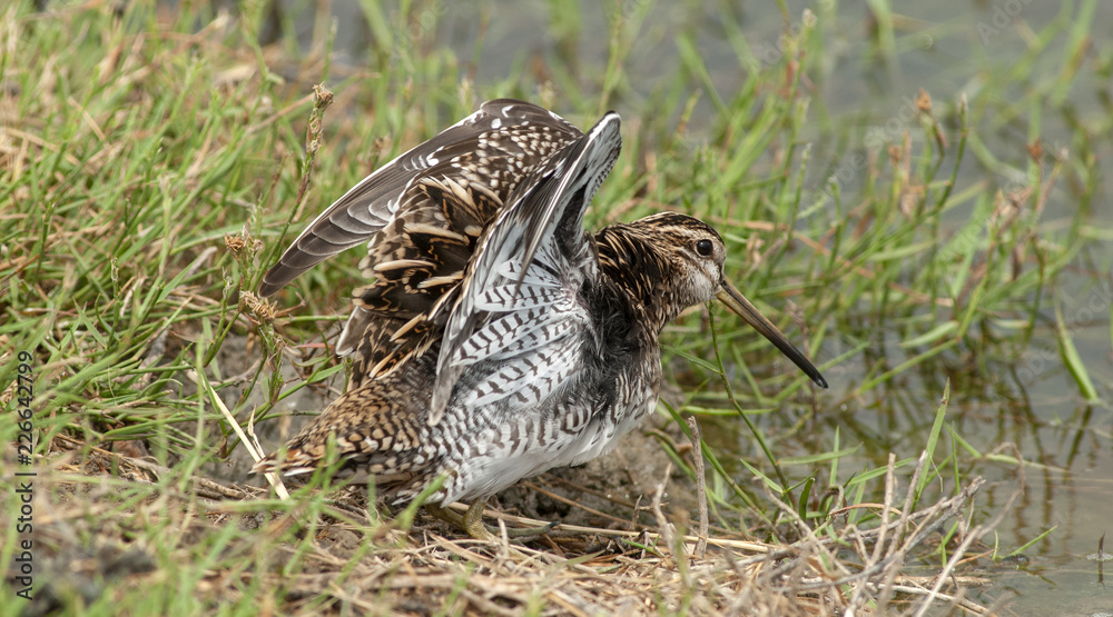 custom made wallpaper toronto digitalCommon Snipe (Gallinago gallinago)