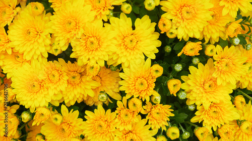 Yellow mums
