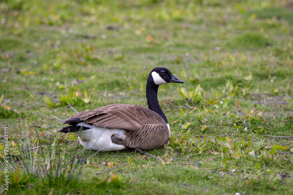 A canada goose rests on a grassy patch in the wetlands, canterbury, New Zealand A canada goose rests on a grassy patch in the wetlands, canterbury, New Zealand
