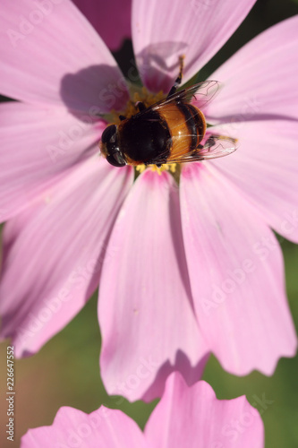 bee on pink flower