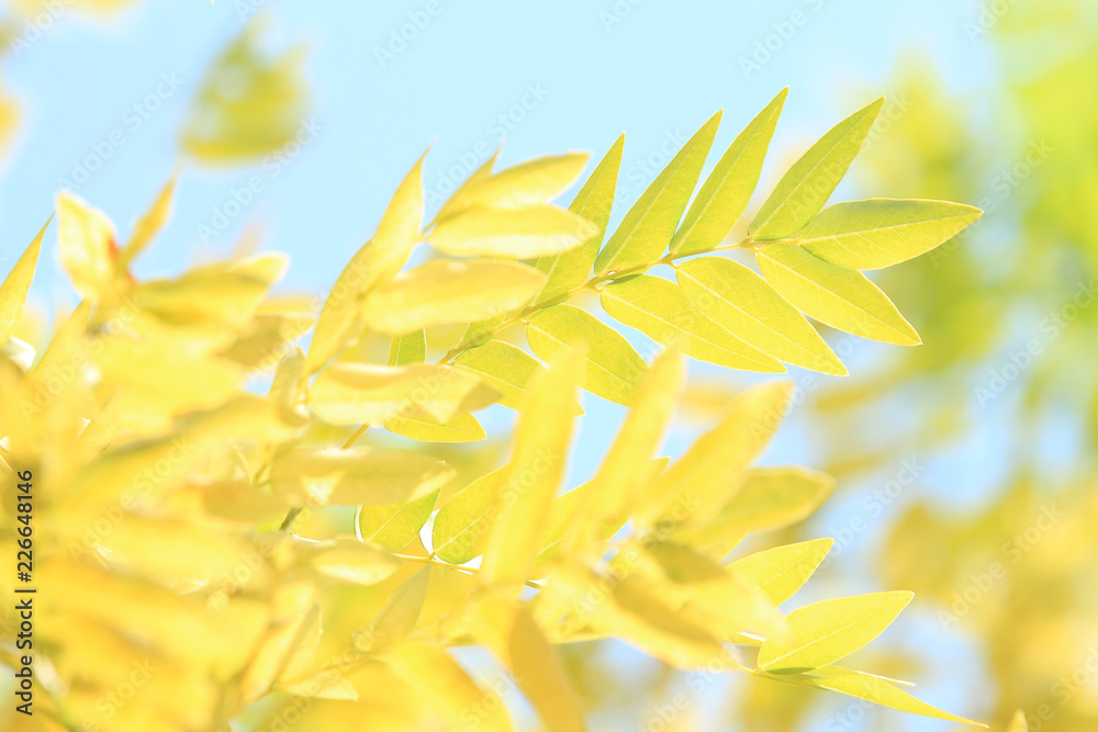 background of yellow leaves background of yellow leaves