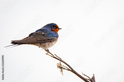 A swallow perches on a branch before going back to its nest  © Sheryl