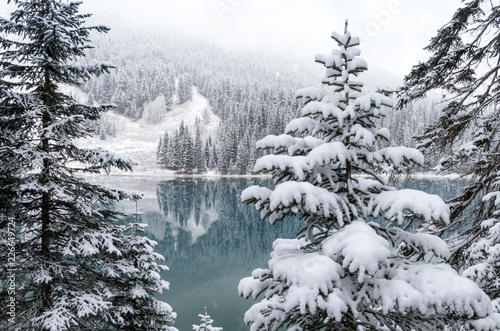 Snow Laden Trees by Clear Mountain Lake