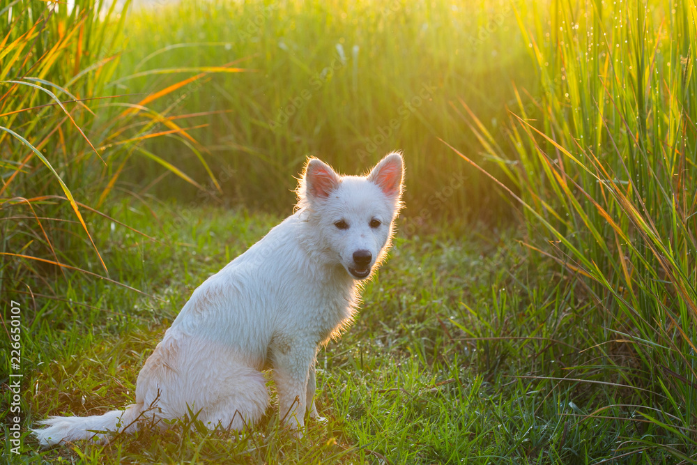 sunshine with White Dog in the Morning in Sunshine in the golden grass field sunshine with White Dog in the Morning in Sunshine in the golden grass field