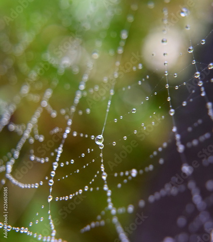 Spider web © Chloe