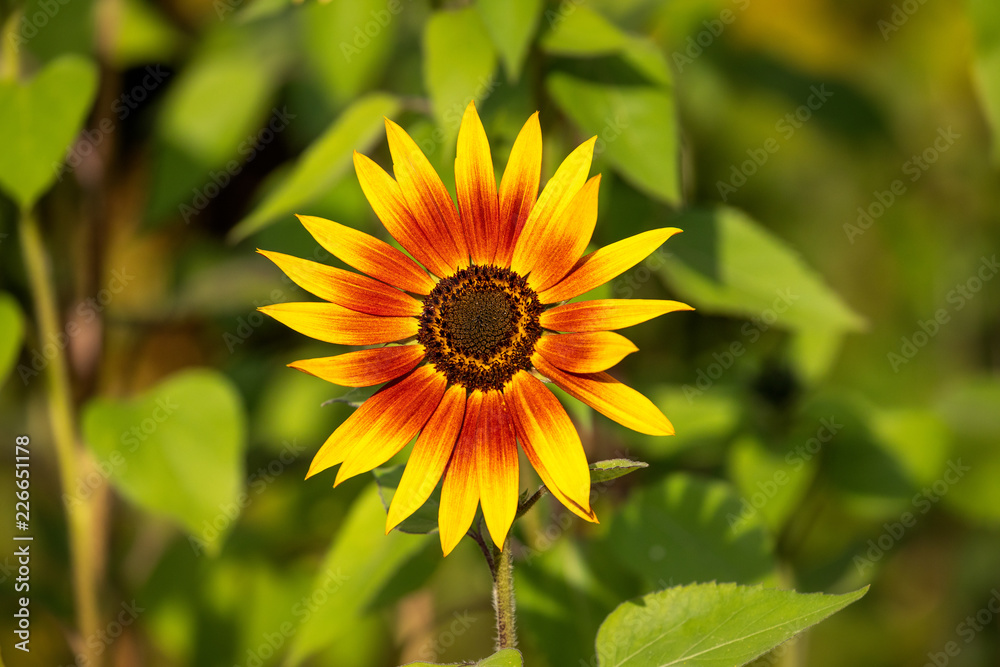 Sunflower open, its petals are yellow and orange. Green leefs are in the background Sunflower open, its petals are yellow and orange. Green leefs are in the background