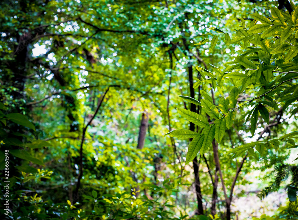 Captured in Hangzhou Xixi Wetland scenery Captured in Hangzhou Xixi Wetland scenery