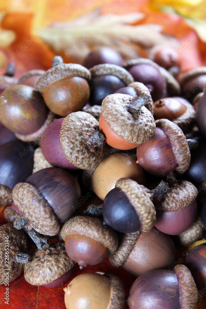 Beautifully Colored Acorns Gathered on Top of  Autumn Leaves