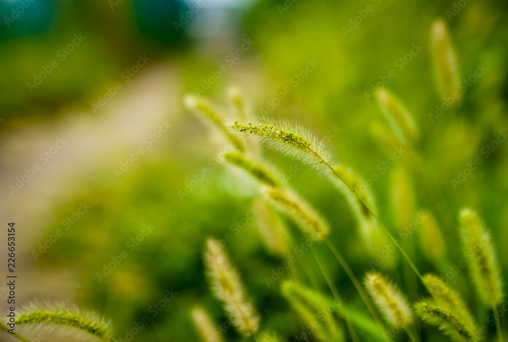 Captured in Hangzhou Xixi Wetland scenery Captured in Hangzhou Xixi Wetland scenery