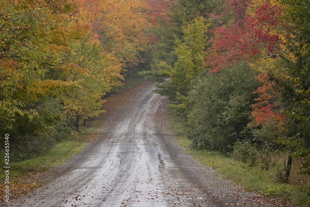 Country road winds through fall color trees in New England