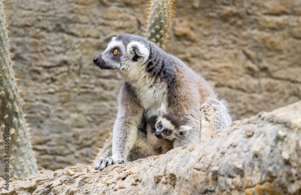 Lemur Family With Baby Cuddle Lemur Family With Baby Cuddle