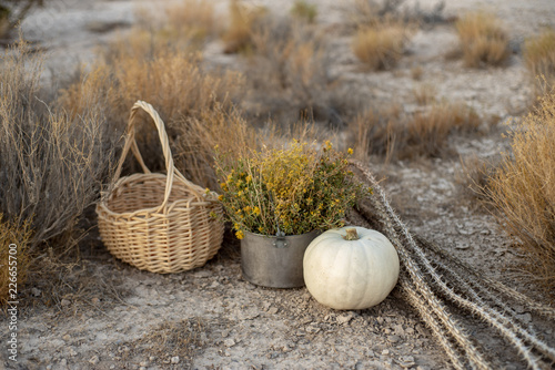 white pumpkin, yellow desert wildflowers, dried cactus, basket in Mojave desert autumn desert plants and earth photo