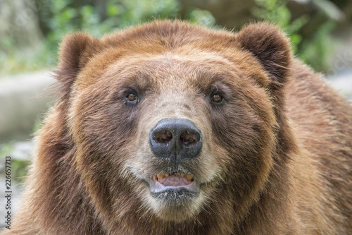 Close up face portrait of large brown bear