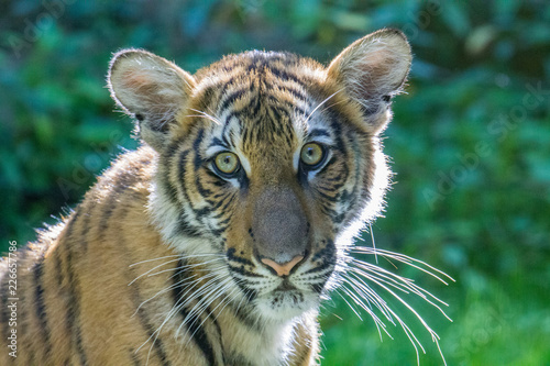 Fototapeta Naklejka Na Ścianę i Meble -  Juvenile Tiger Cub Staring Into Camera, Face Close Up