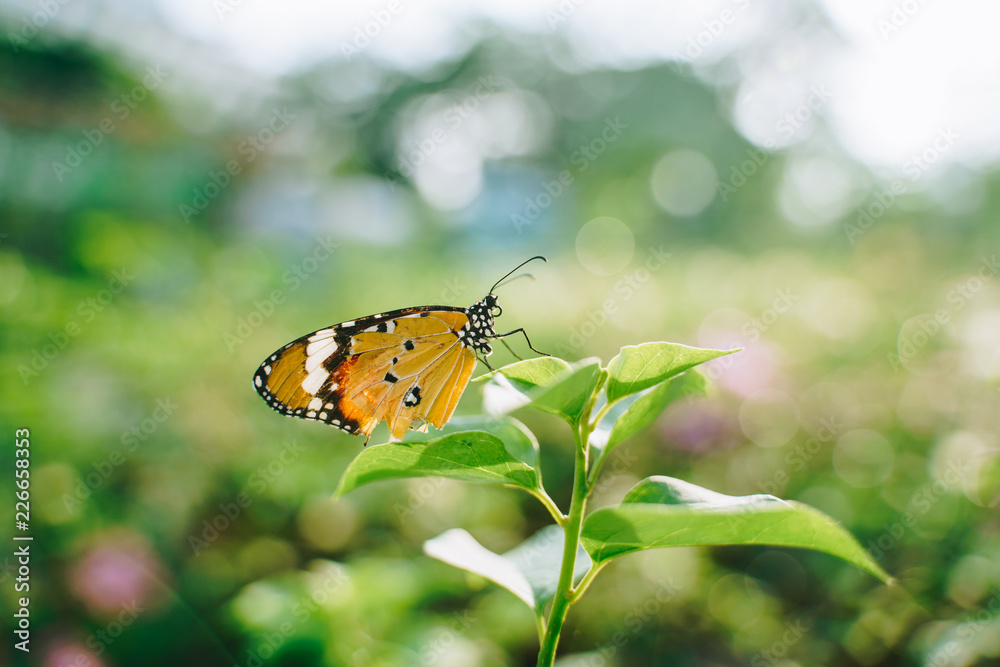 Obraz premium Closeup monarch butterfly on flower n blurred yellow sunny background, Copy space for your text.