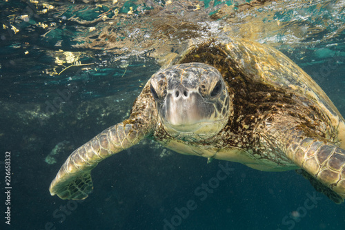 Hawaiian Green Sea Turtle