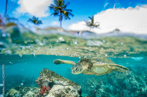 Fototapeta Naklejka Na Ścianę i Meble -  Hawaiian Green Sea Turtle
