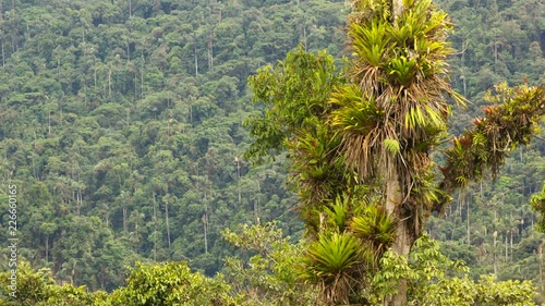 Rainforest tree loaded with bromeliads and other epiphytes on a mountain slope in the Rio Quijos Valley, the Ecuadorian Amazon. Time-lapse. photo