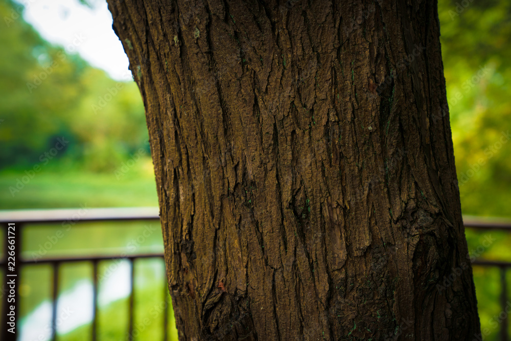 Captured in Hangzhou Xixi Wetland scenery Captured in Hangzhou Xixi Wetland scenery