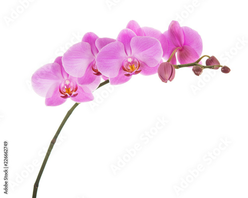 Purple Phalaenopsis orchid flowers isolated on white background.