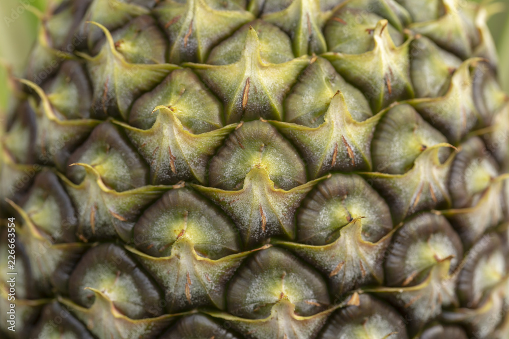 Fresh pineapple fruit in garden Fresh pineapple fruit in garden