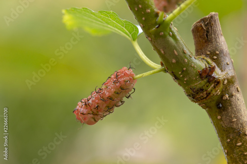 Red fresh mulberry fruits on tree branch