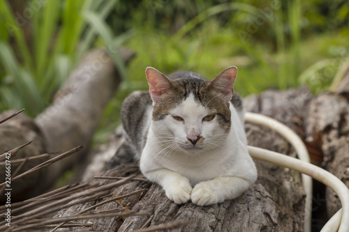 Thai cat sitting on log photo