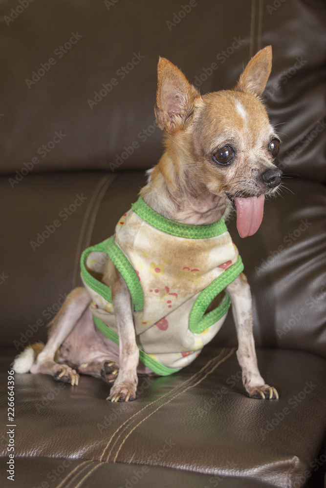 Tiny chihuahua dog wearing dirty shirt
