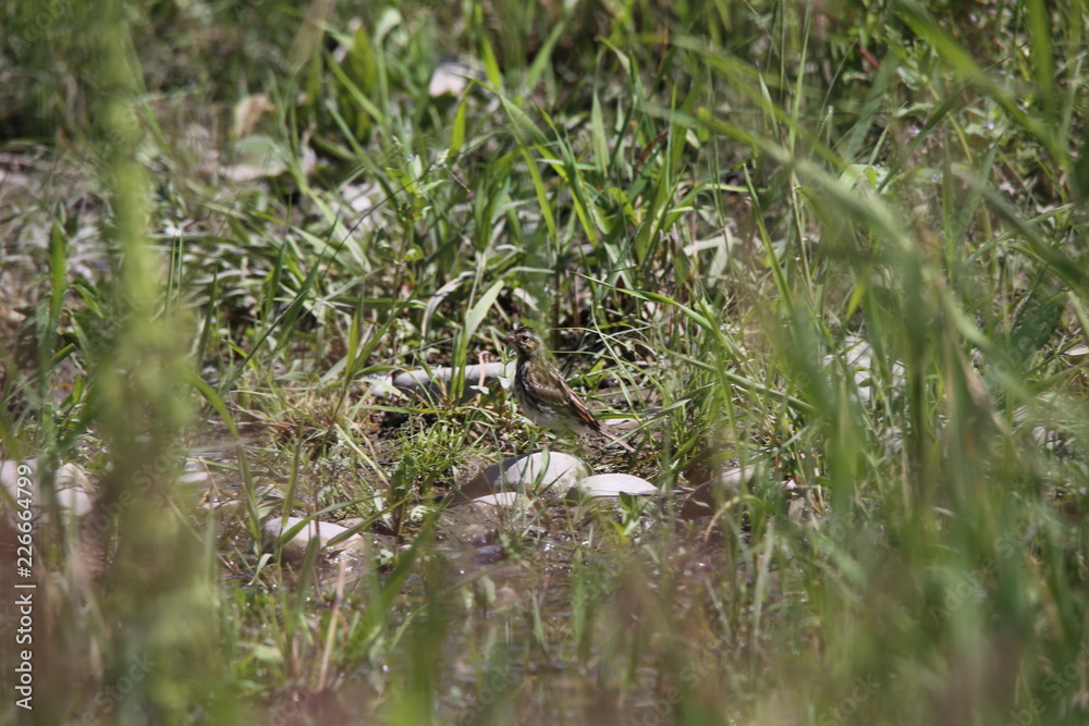 bird in grass bird in grass