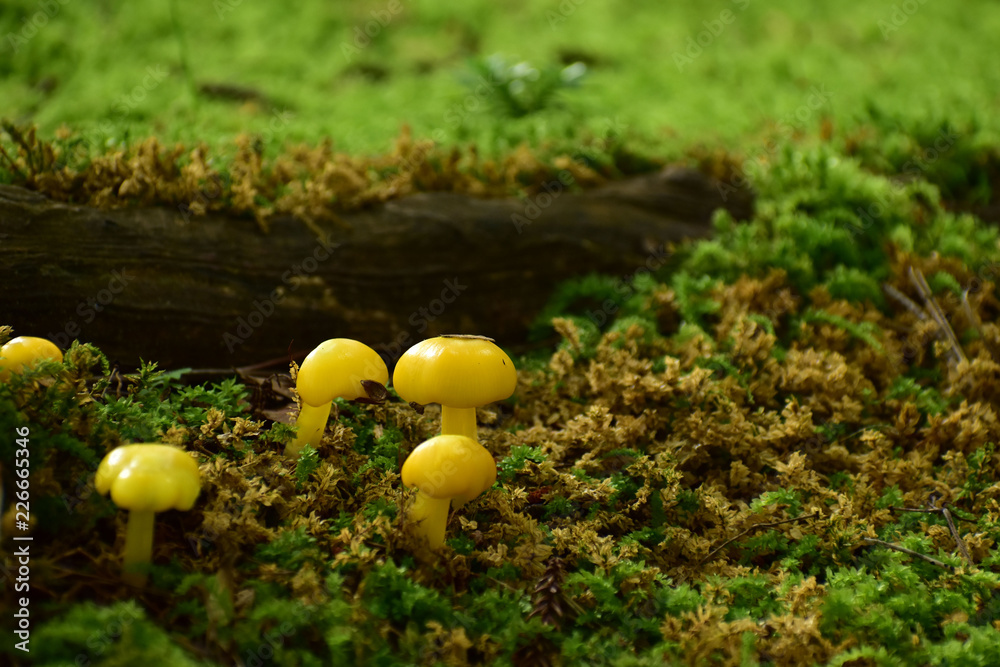 苔の中に生える小さいキノコ 苔の中に生える小さいキノコ