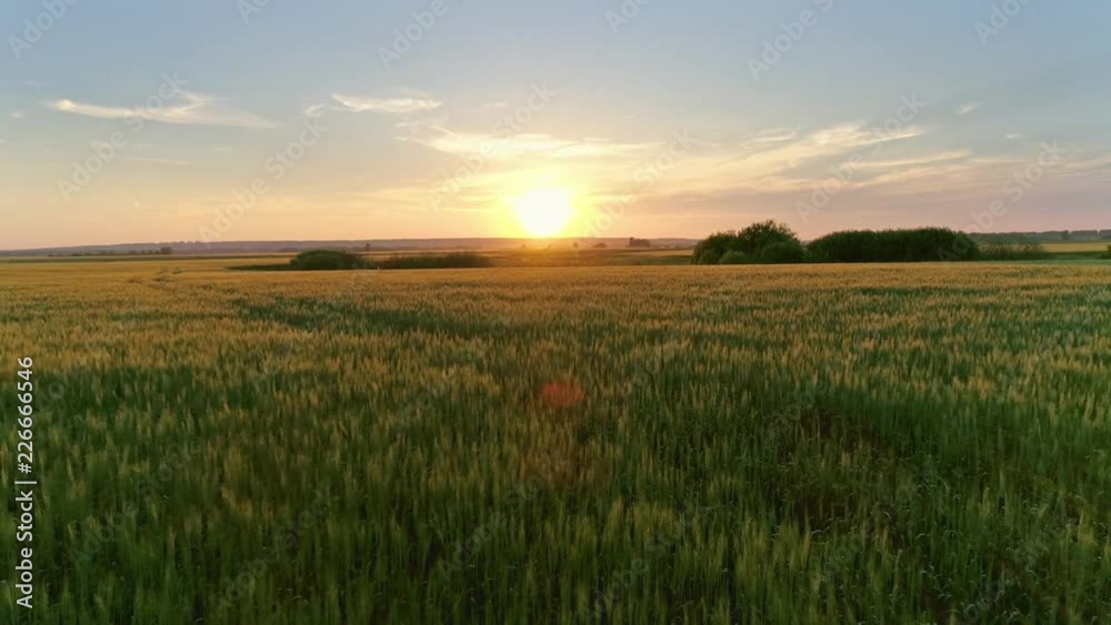 Flying to sunset over wheat field, 4k Flying to sunset over wheat field, 4k