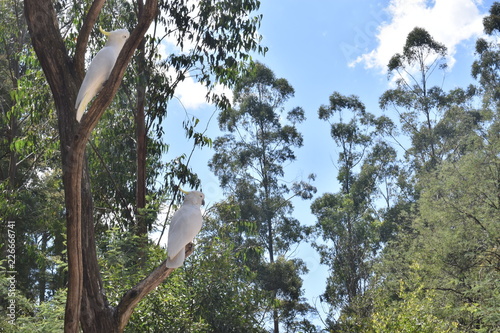 Cockatoo in the wildlife