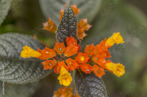 Episcia cupreata orange flower photo