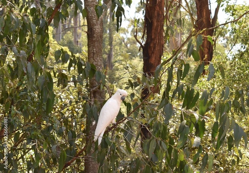 Cockatoo in the wildlife