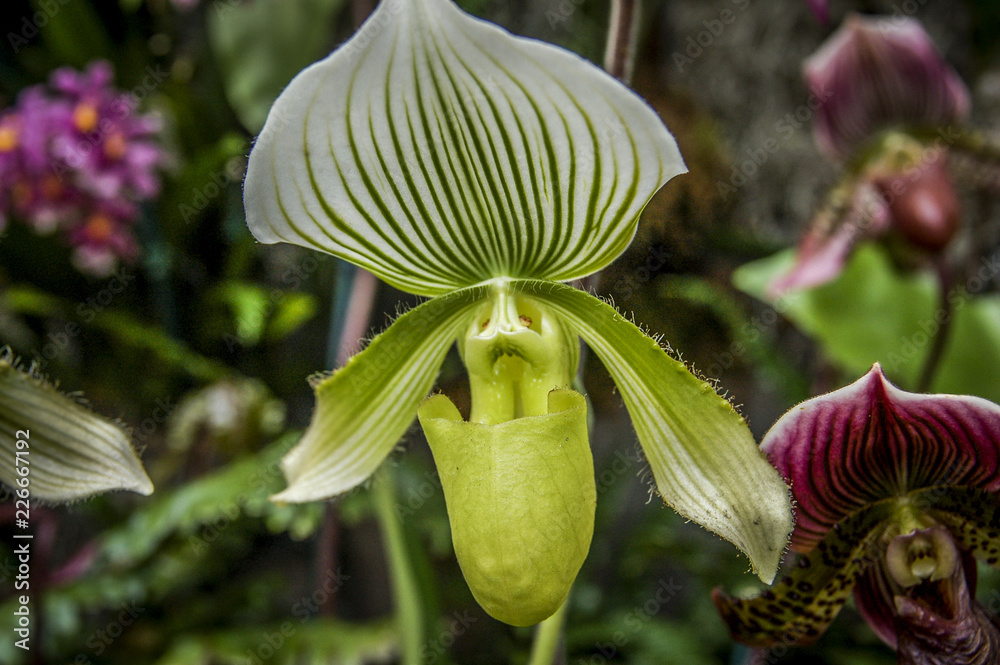 Obraz premium Colourful Cymbidium flower is a genus of 52 evergreen species in the orchid family