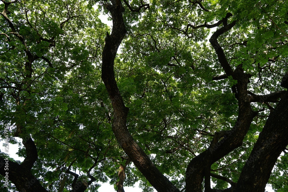 Tree silhouette on blue sky background, Looking up branch and leaf on sky background, abstract wallpaper Tree silhouette on blue sky background, Looking up branch and leaf on sky background, abstract wallpaper