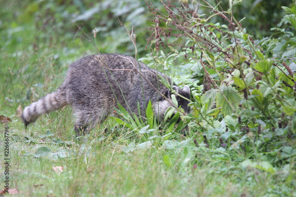 Obraz premium raccoon