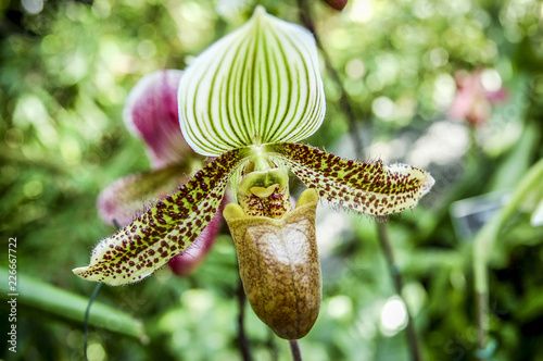 Colourful Cymbidium flower is a genus of 52 evergreen species in the orchid family