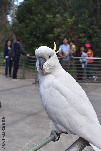 Cockatoo in the wildlife