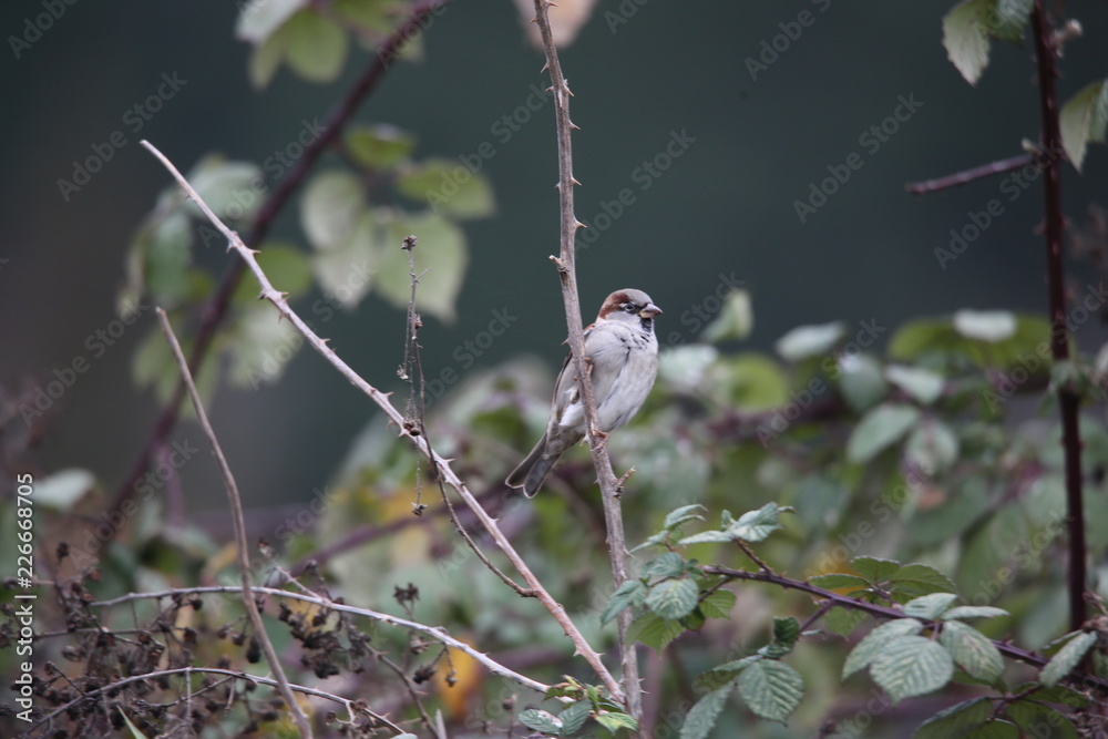 Obraz premium sparrow on branch