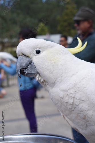 Cockatoo in the wildlife