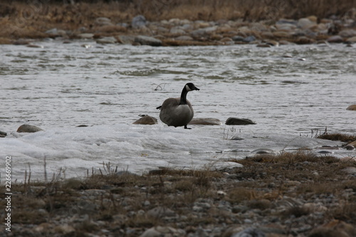 canada goose