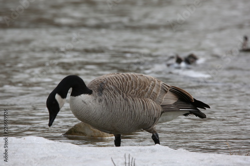 canada goose