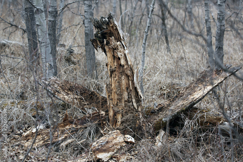 trunk of a tree