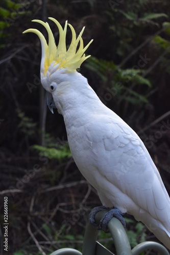 Cockatoo in the wildlife