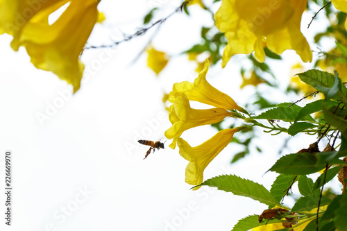 Bee eating pollen from cascabela thevetia on a nature background. photo