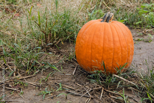 Orange gourd pumpkin for fall season decoration