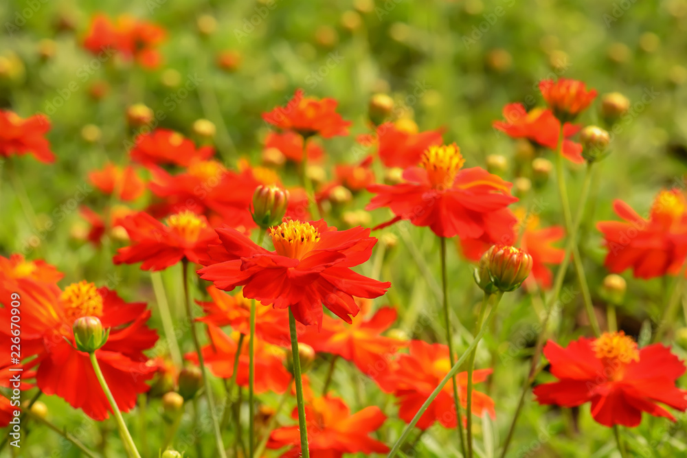 Cosmos is flowering plants in the sunflower family.