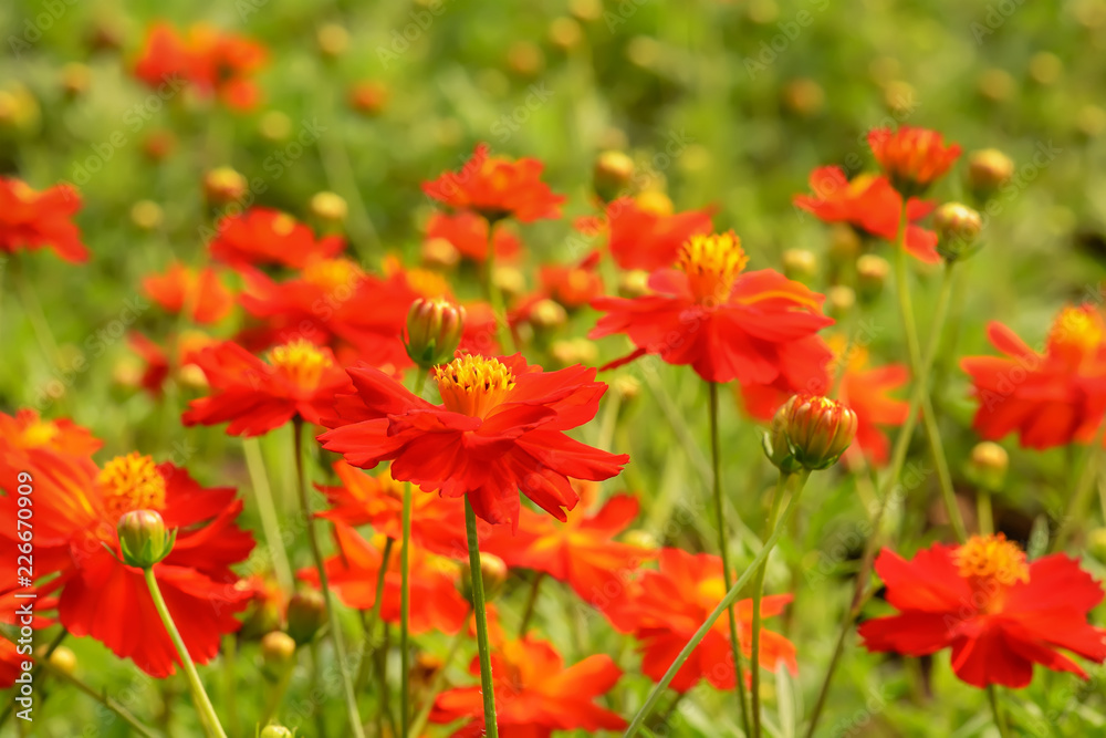 Cosmos is flowering plants in the sunflower family. Cosmos is flowering plants in the sunflower family.